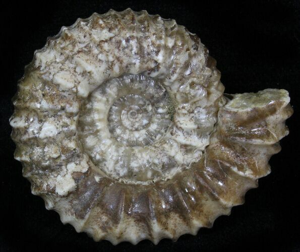 Pavlovia Ammonite Fossil - Siberia #29654